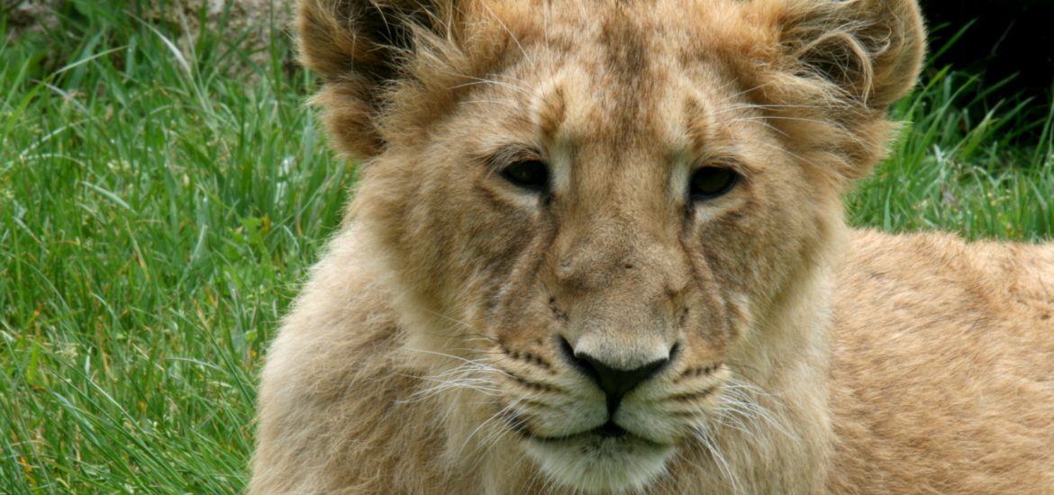 Le PAL parc d'Attraction Animalier