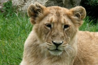 Le PAL parc d'Attraction Animalier