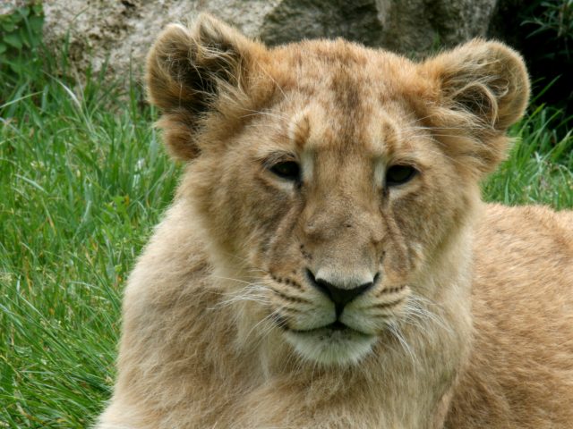 Le PAL parc d'Attraction Animalier