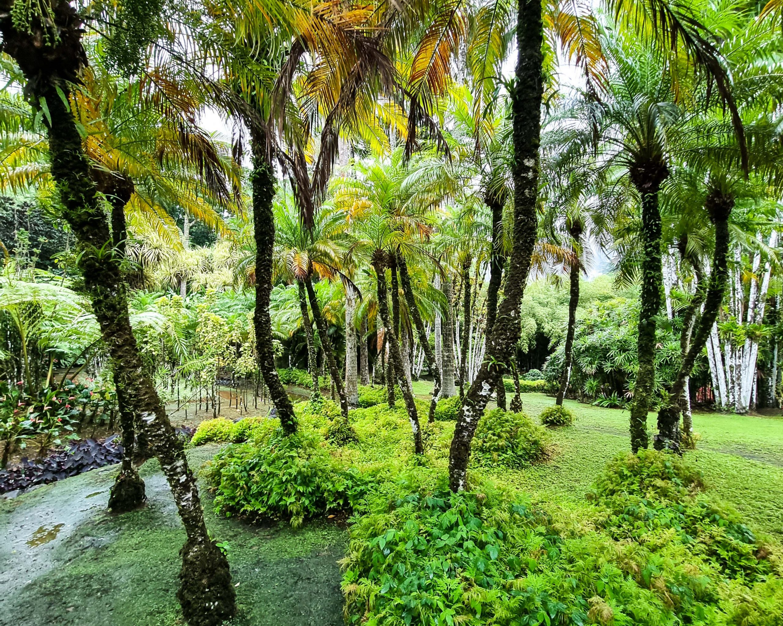 le jardin de Balata - Martinique 