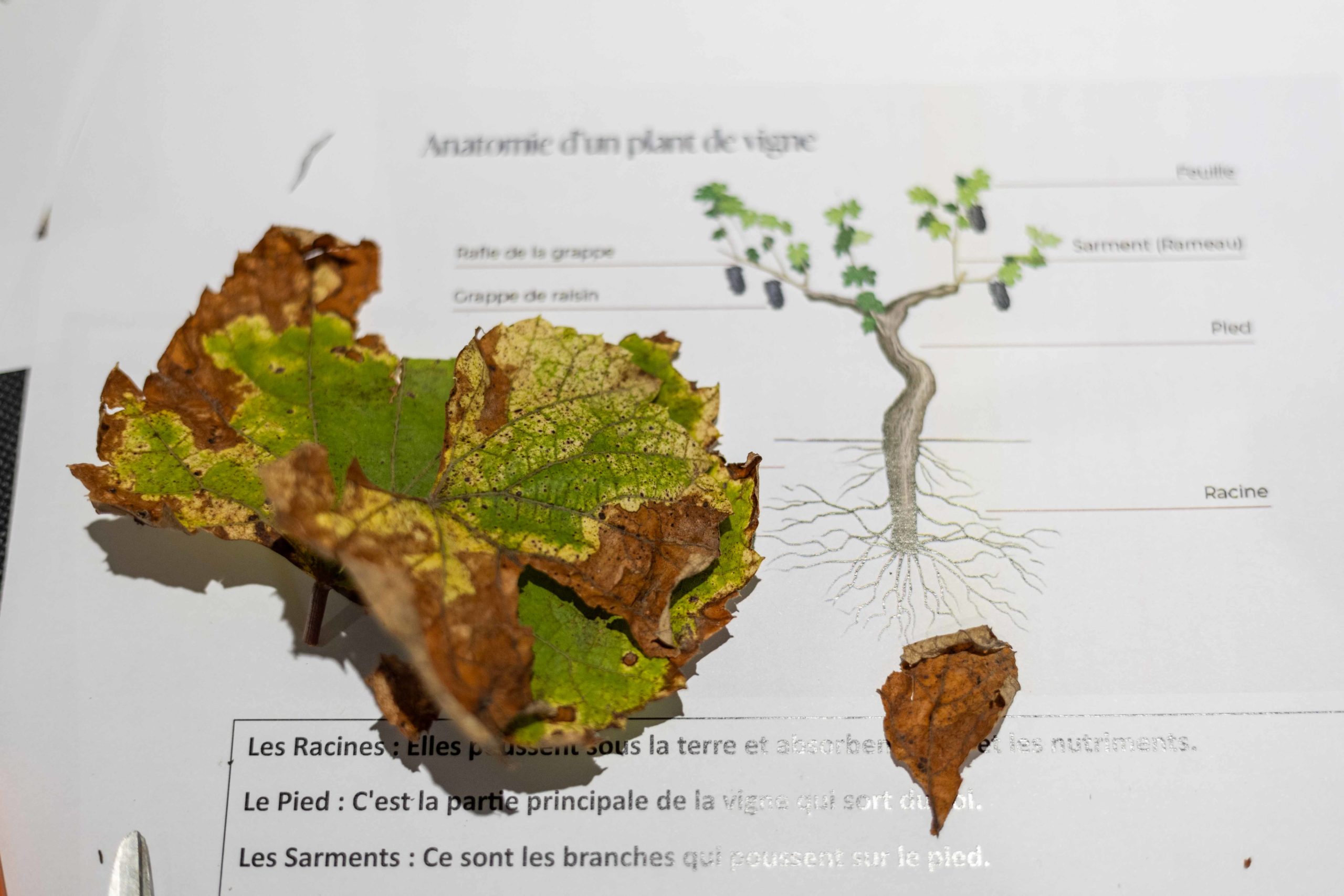 Néovinum à Ruoms - Ardèche - l'Ardèche en famille l'automne 