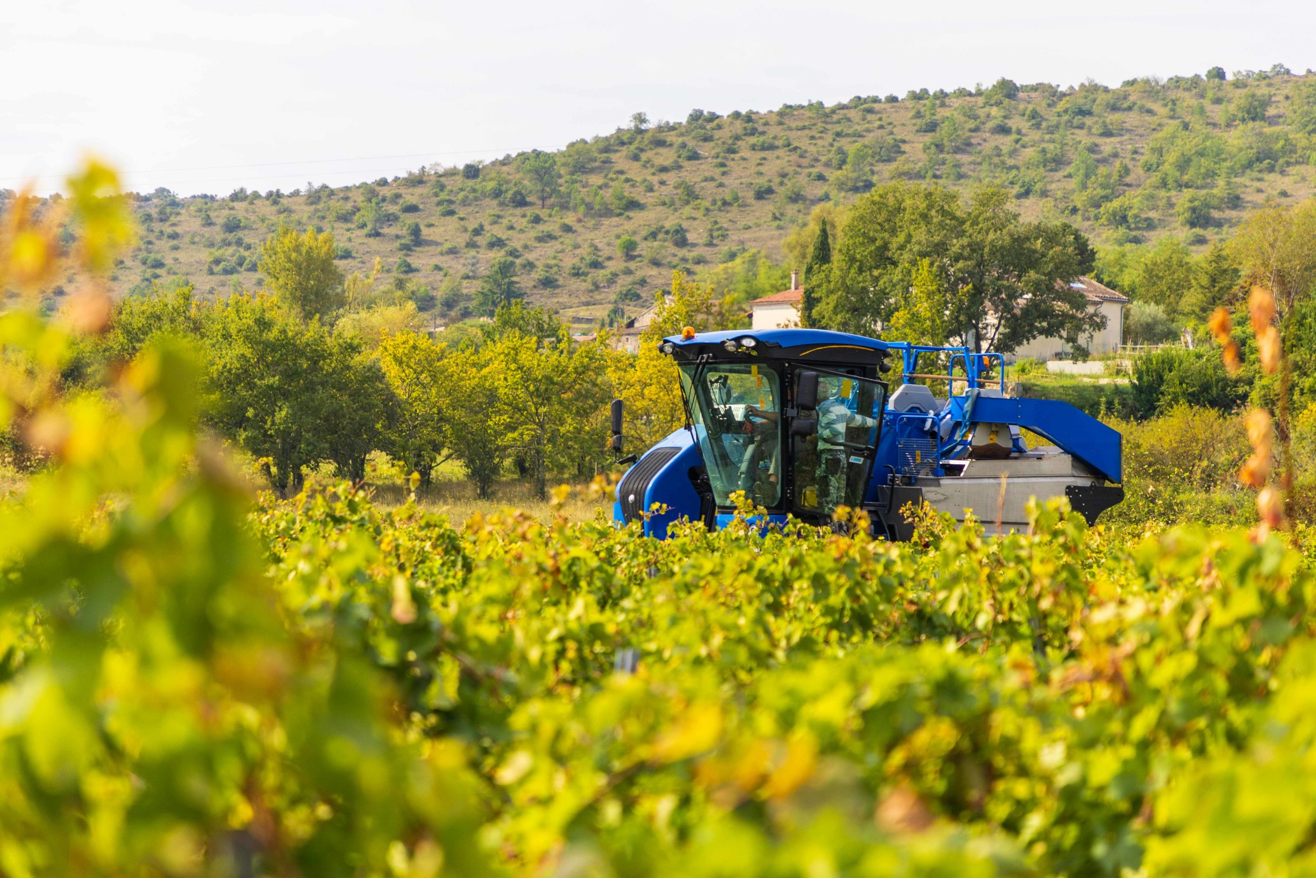 Les Caves vivaraises - Ardèche - Vins d'Ardèche - Vendangeuses